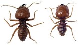 Termites - Contact our pest control company in Richmond Heights, Ohio, for pest control, spraying, chimney caps, inspections, and termite treatments.
